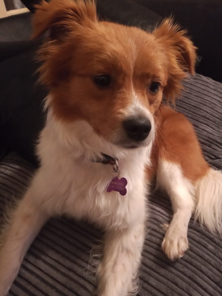 Phoenix Rehoming Phoenix Rehoming